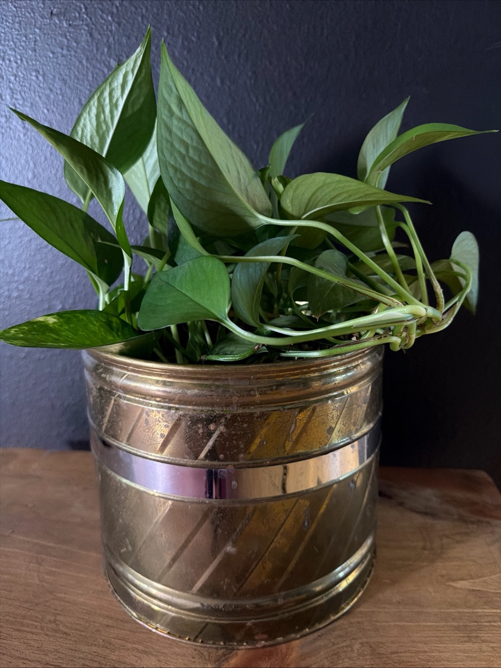 Vintage Brass Swirl Planter Cachepot Pot Trash Can Beautiful Natural Aged Patina